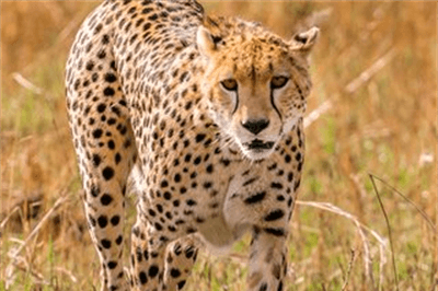 Thumbnail for Cheetah Optimizer -  Python Implementation