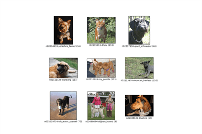 Thumbnail for Transfer Learning with TensorFlow on Intel® Arc™ GPUs